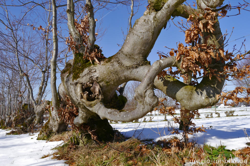 Flurhecken (Buchenhecken) nordwestlich von Eicherscheid