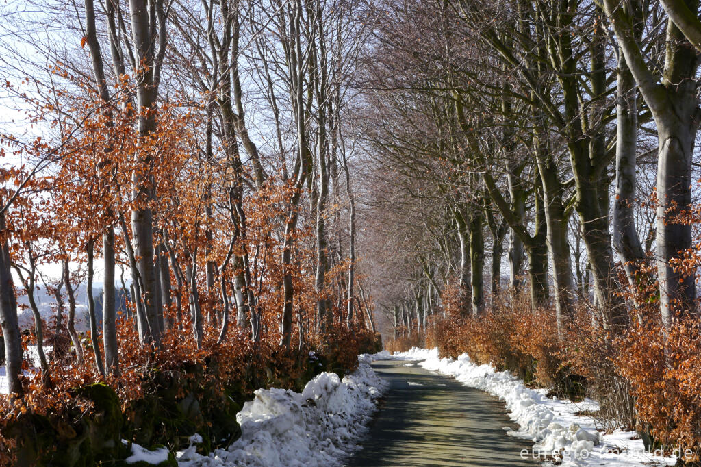 Detailansicht von Flurhecken (Buchenhecken) nordwestlich von Eicherscheid