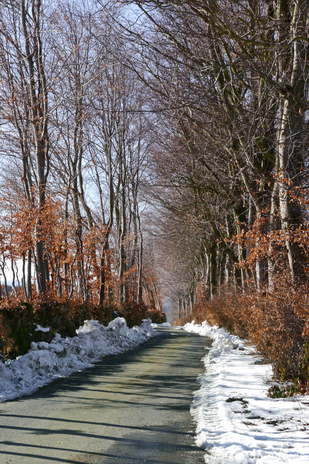 Detailansicht von Flurhecken (Buchenhecken) nordwestlich von Eicherscheid