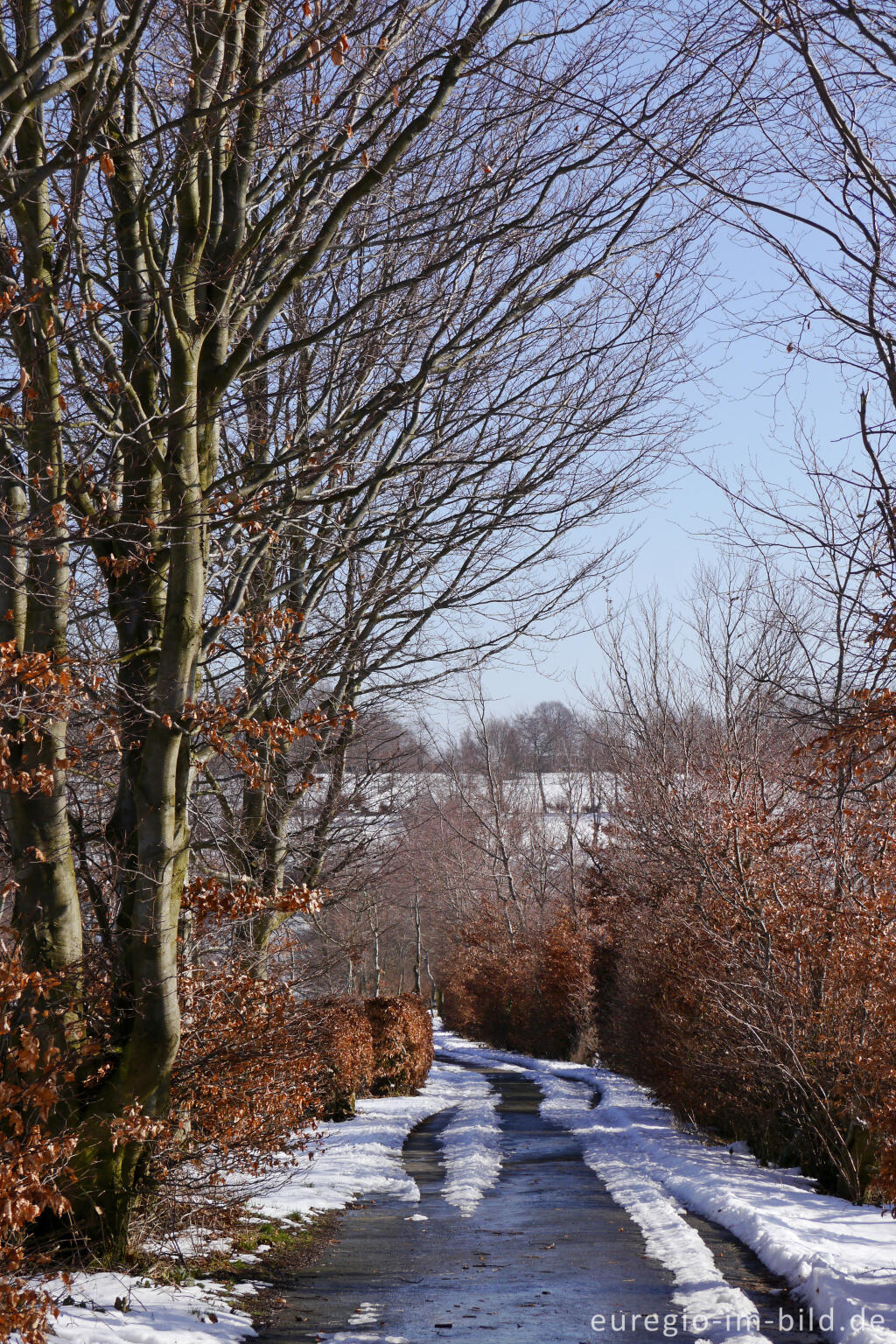 Detailansicht von Flurhecken (Buchenhecken) nordwestlich von Eicherscheid