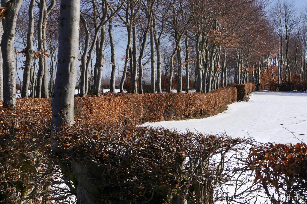 Flurhecken (Buchenhecken) nordwestlich von Eicherscheid