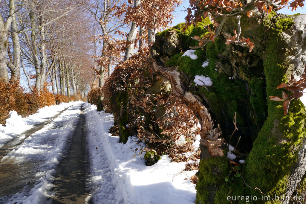 Flurhecken (Buchenhecken) nordwestlich von Eicherscheid