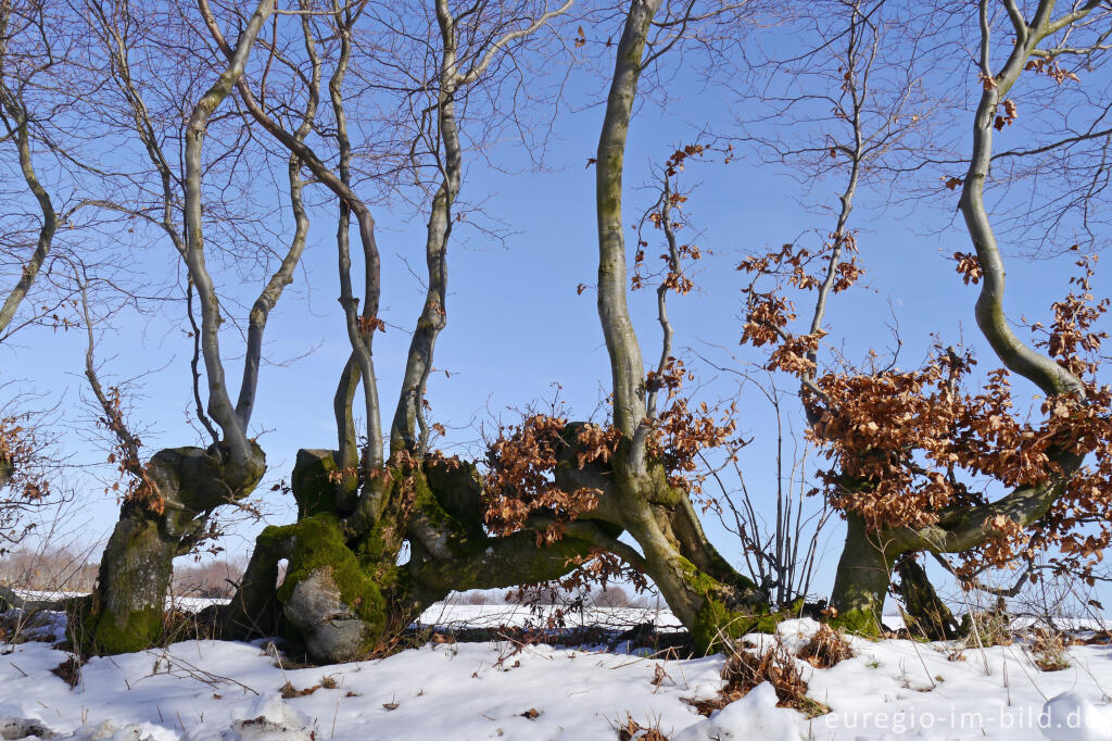 Detailansicht von Flurhecken (Buchenhecken) nordwestlich von Eicherscheid