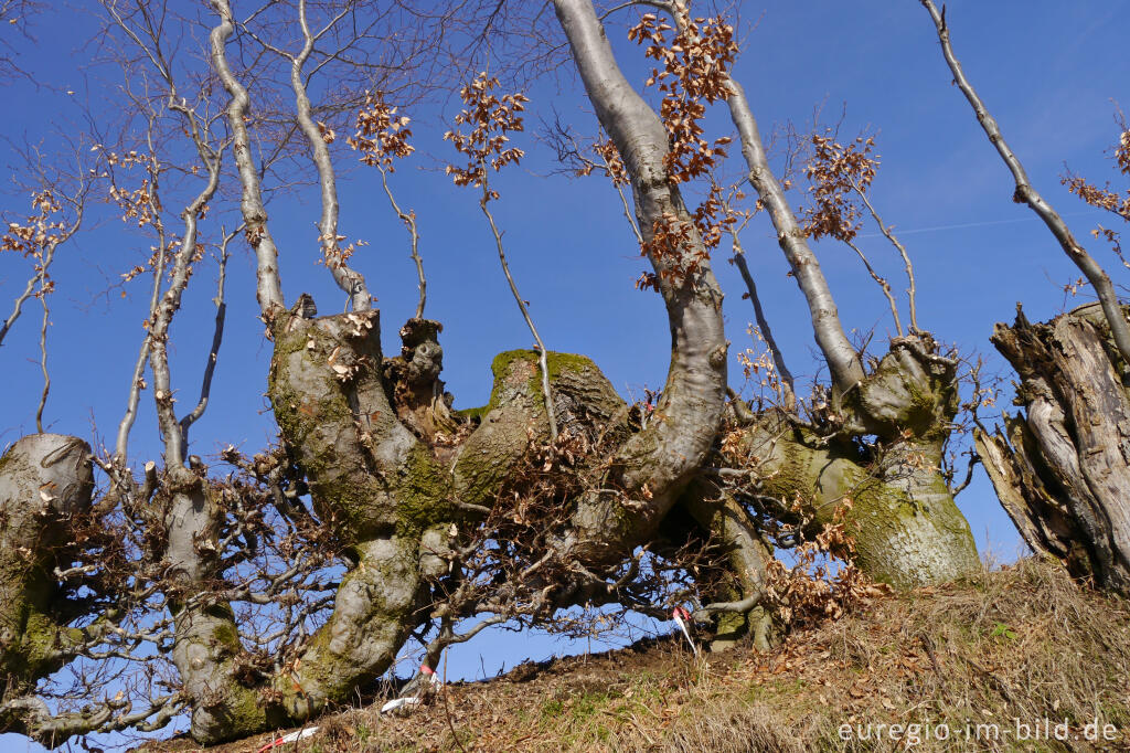 Detailansicht von Flurhecken (Buchenhecken) nordwestlich von Eicherscheid