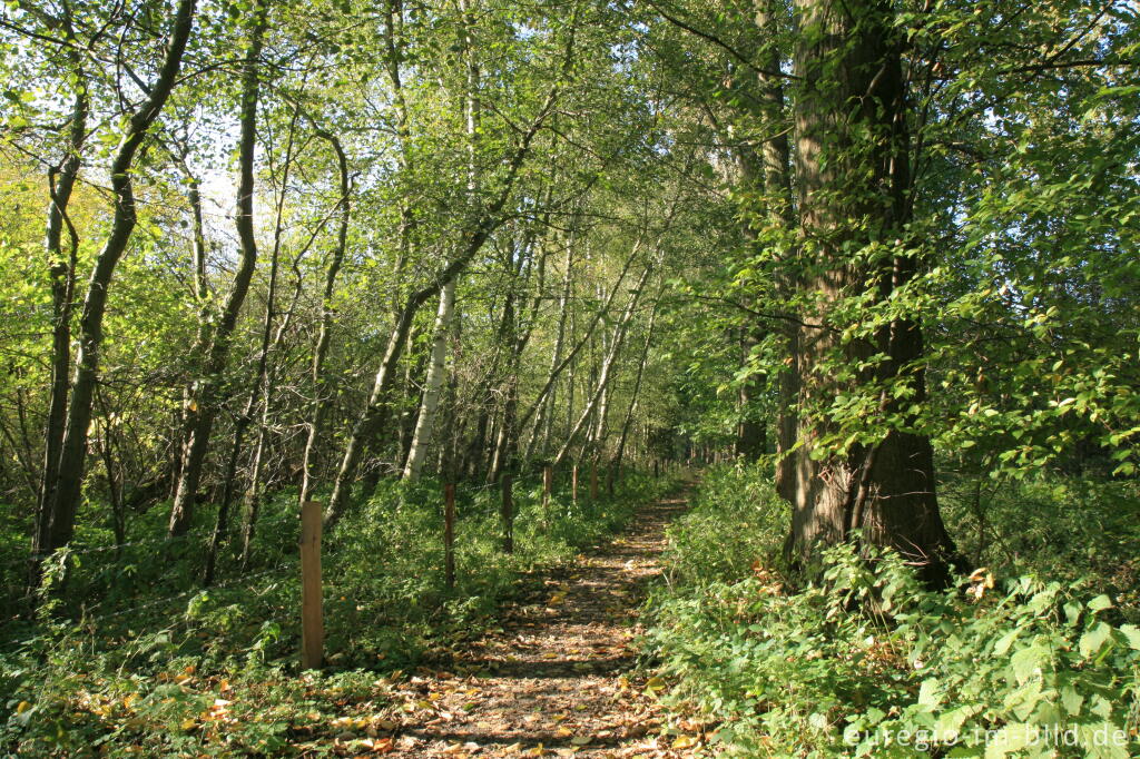 Detailansicht von Flussaue im NSG Broichbachtal 