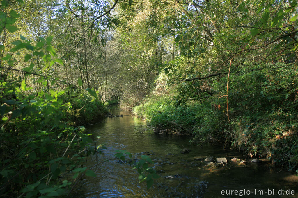 Detailansicht von Flussaue im NSG Broichbachtal 