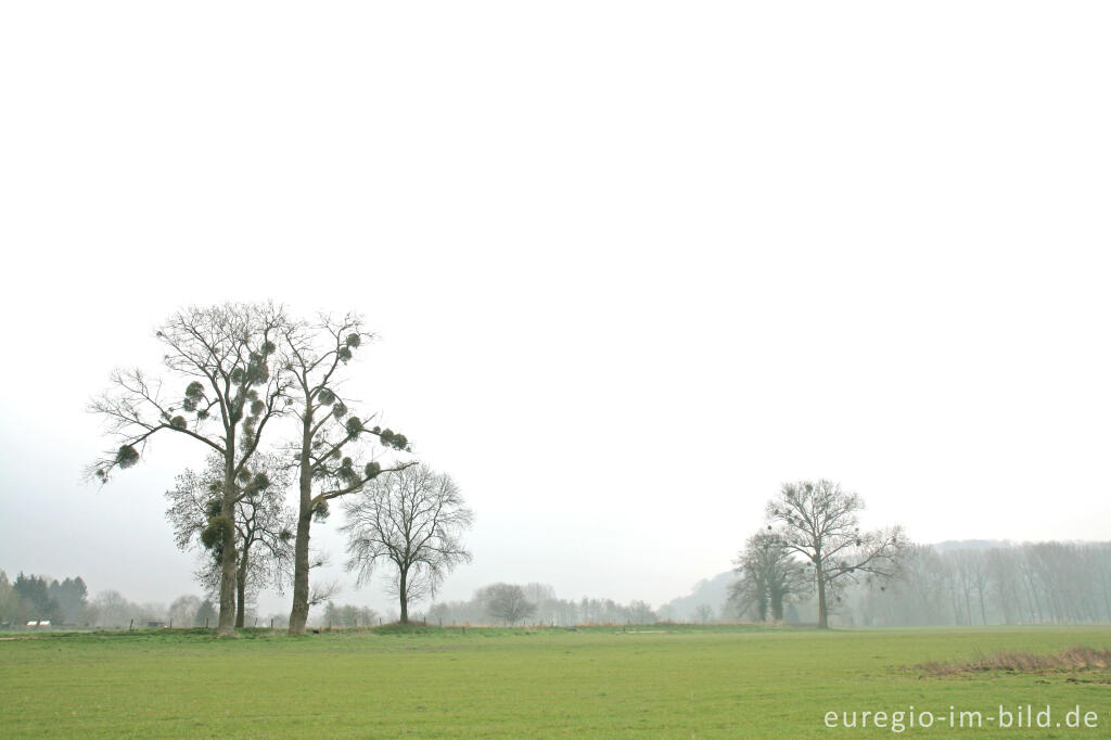 Detailansicht von Flusslandschaft im Naturpark Ingendael, Geultal bei Valkenburg