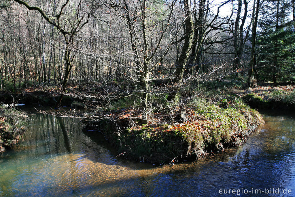 Detailansicht von Flussschlinge der Inde im Münsterwald, Nordeifel