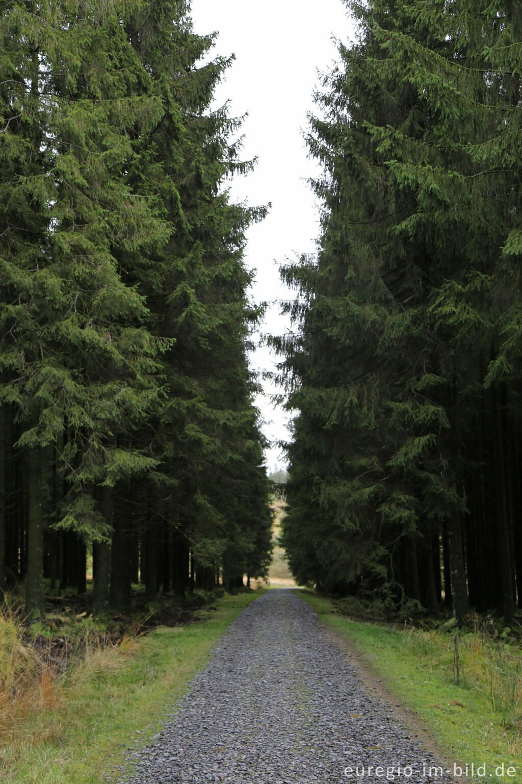 Detailansicht von "Forêt Dominal", belgischer Staatsforst im Hohen Venn