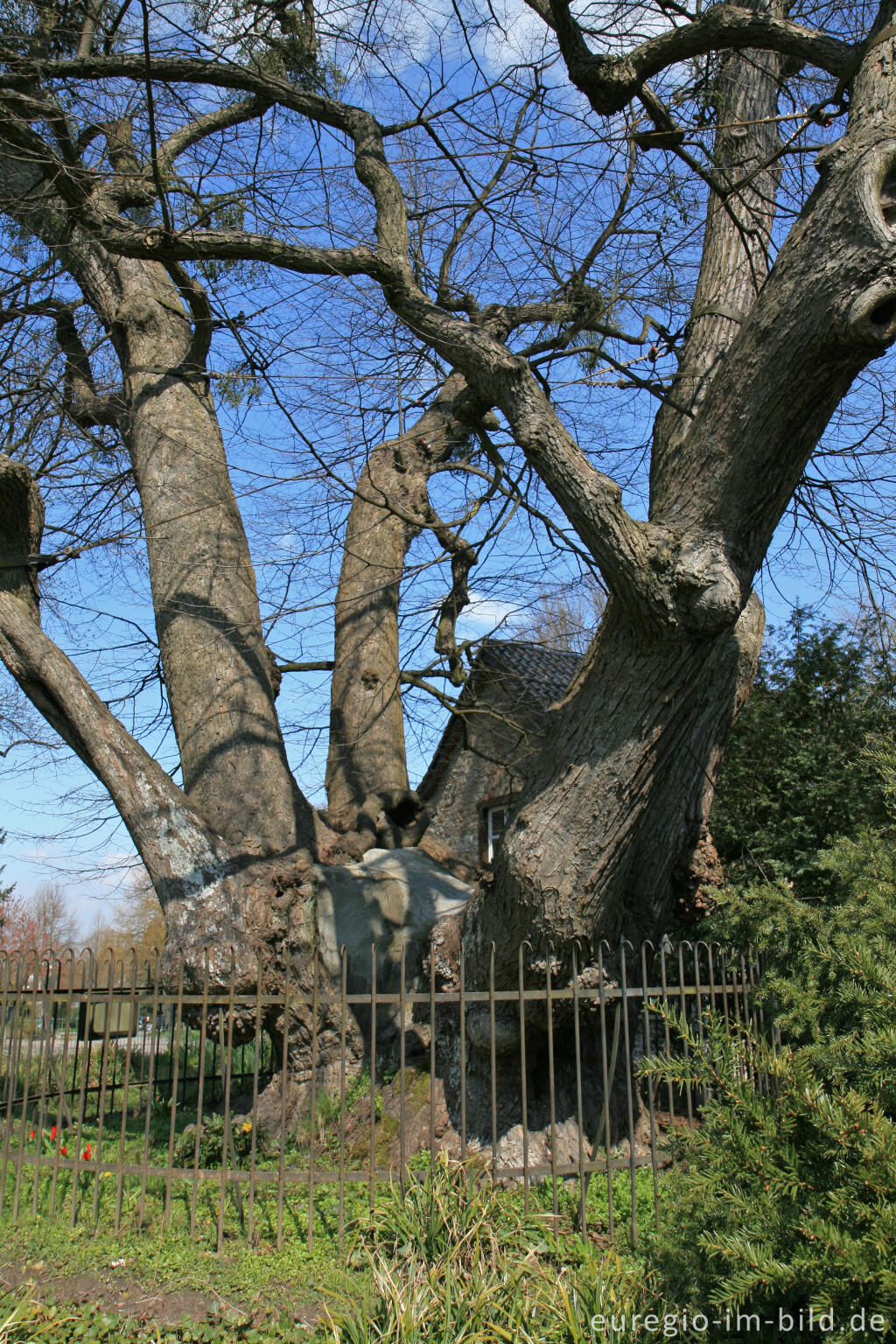 Detailansicht von Forster Linde, Aachen