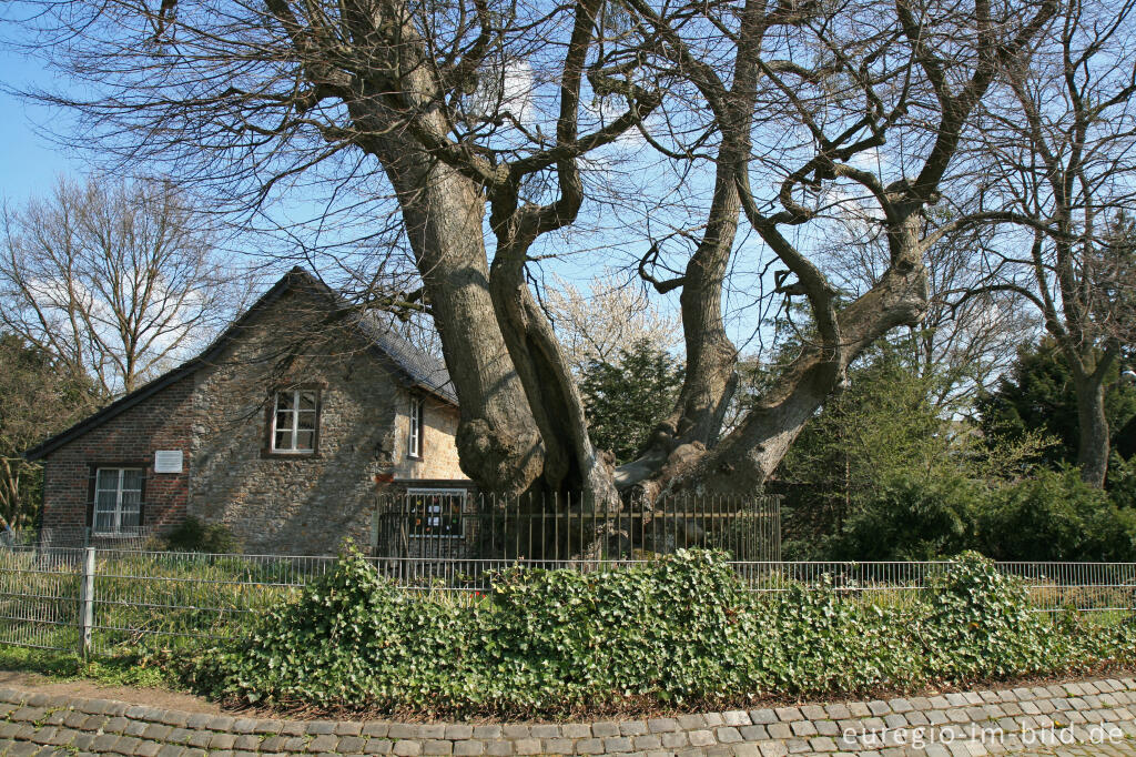 Detailansicht von Forster Linde, Aachen