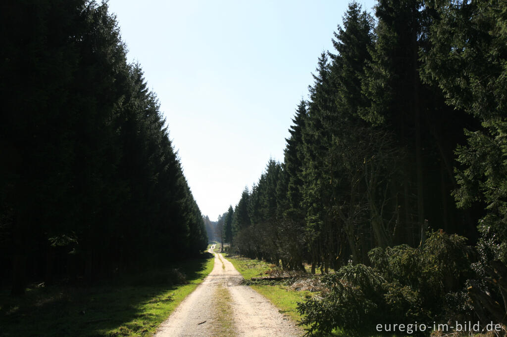 Forststraße mit Fichtenwald,  Eifelsteig, 2.Etappe