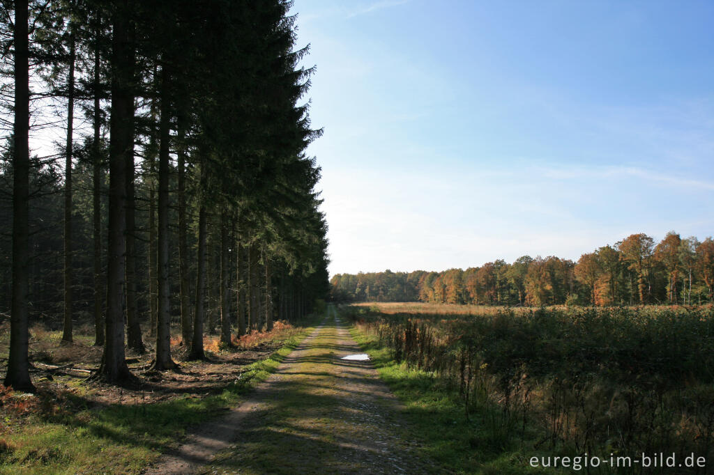 Detailansicht von Forstwirtschaftliche Straße mit Nutzwald, Nordeifel