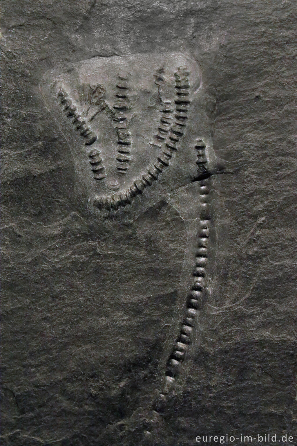 Detailansicht von Fossile Seelilien-Stängel, Fossiliensammlung Claus Friis