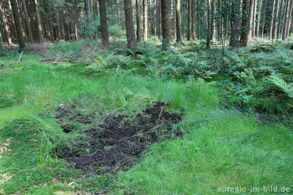 Detailansicht von Fraßspur von Wildschweinen im Aachener Wald