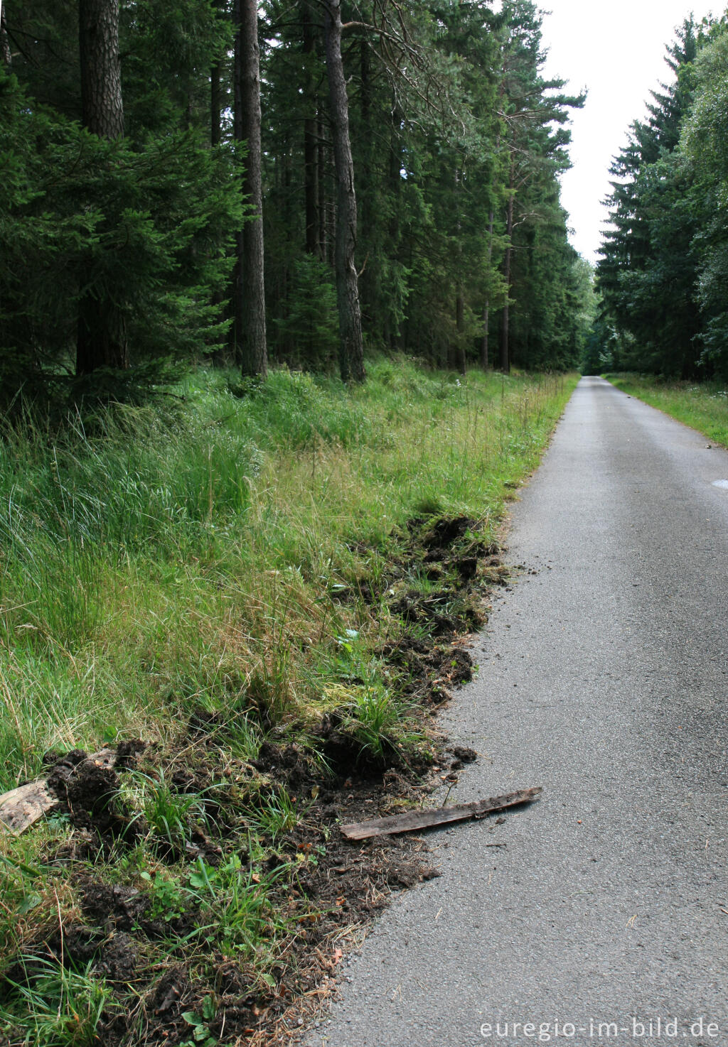 Detailansicht von Fraßspur von Wildschweinen im Hohen Venn, Elsenbruch