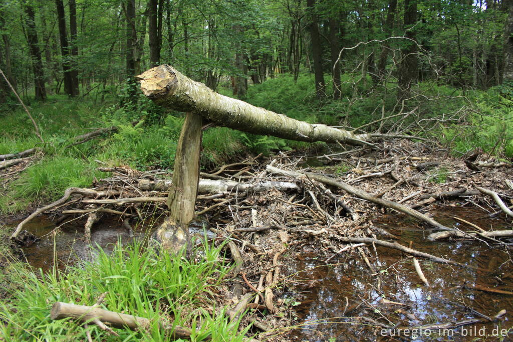 Detailansicht von Fraßspuren eines Bibers auf Schwemmholz, Weser / Vesdre bei Roetgen