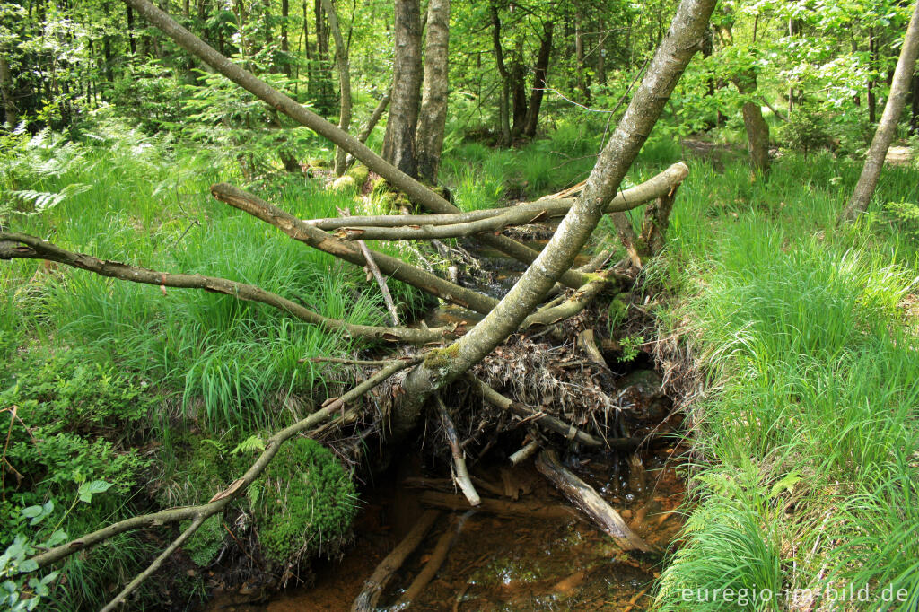 Detailansicht von Fraßspuren eines Bibers im Tal der Weser / Vesdre bei Roetgen