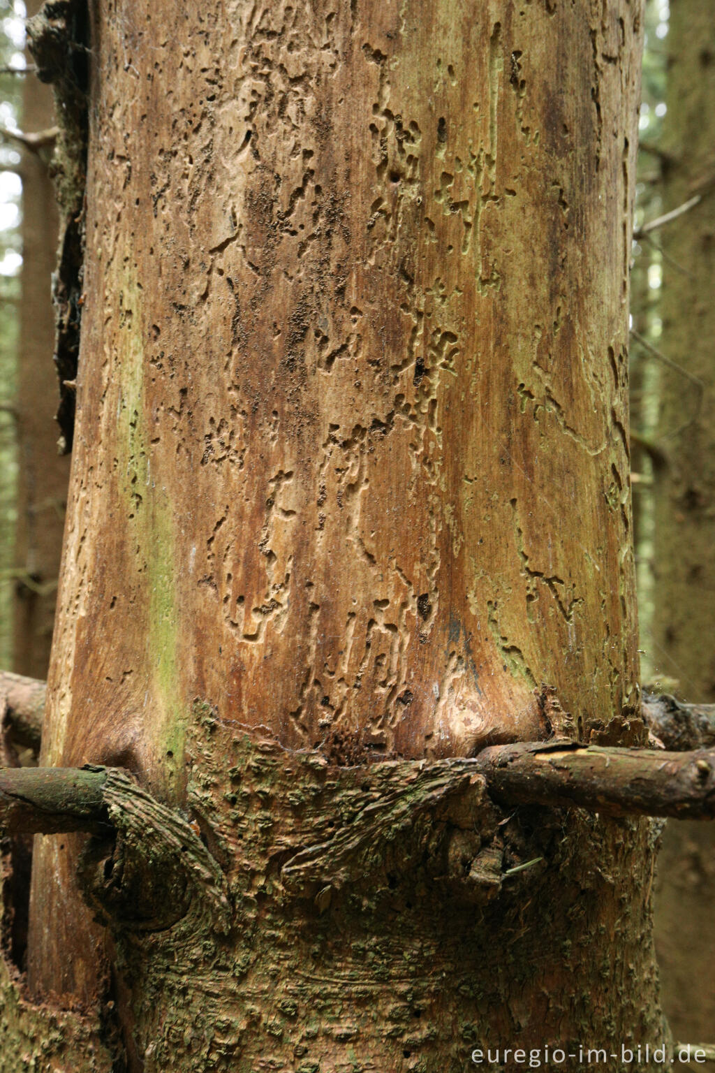 Detailansicht von Fraßspuren von Holzschädlingen, Schöpfungspfad bei Erkensruhr