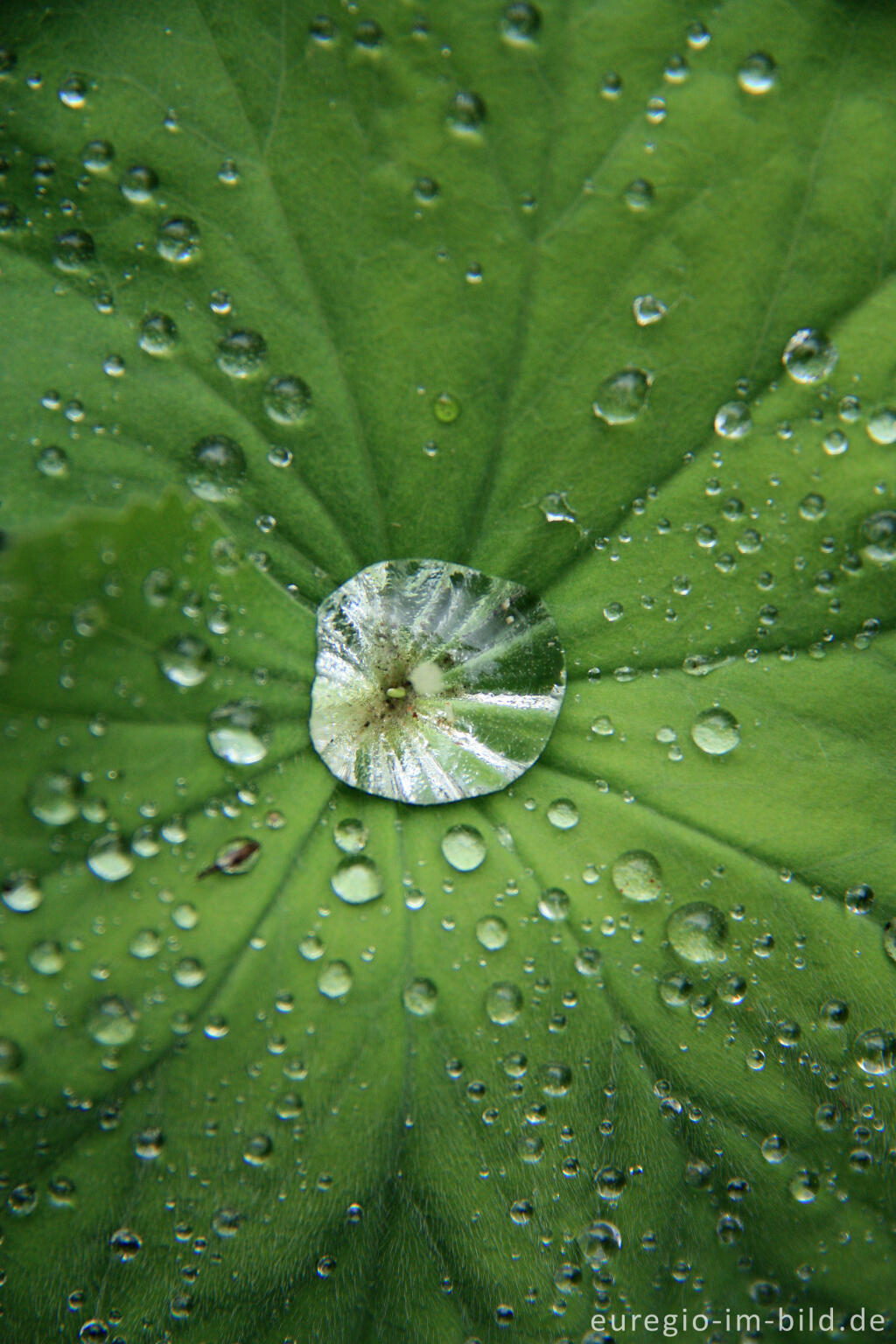 Detailansicht von Frauenmantel (Alchemilla vulgaris) mit Regentropfen
