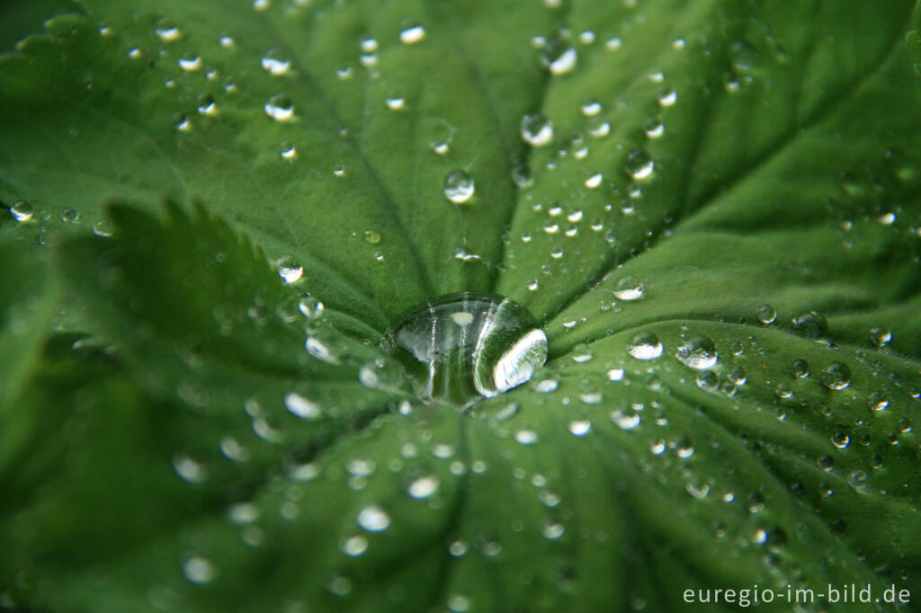 Detailansicht von Frauenmantel (Alchemilla vulgaris) mit Regentropfen