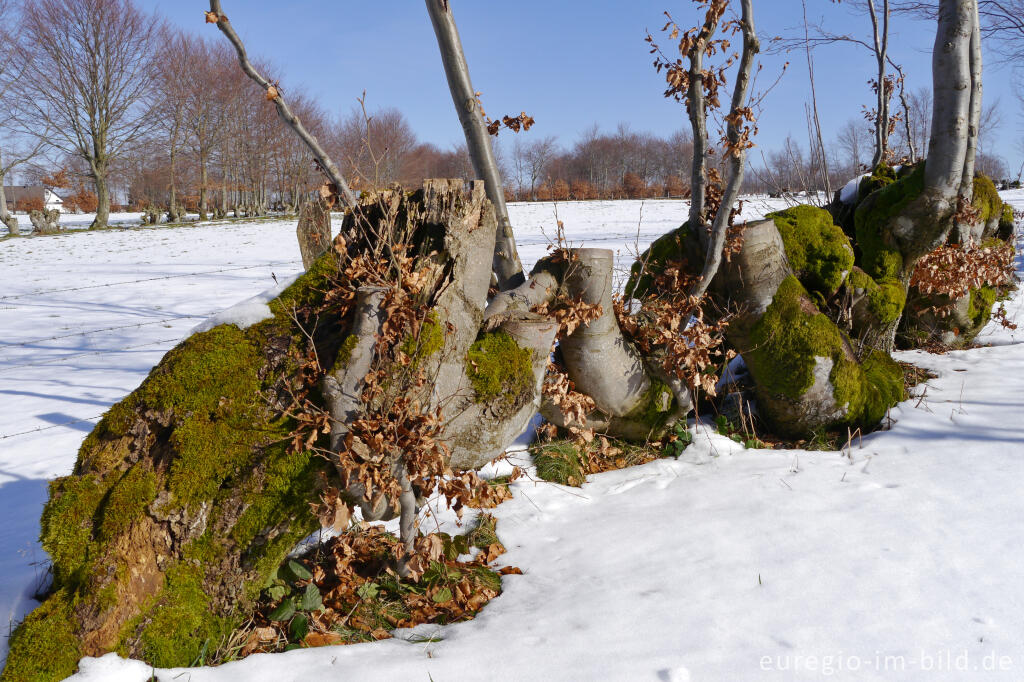 Detailansicht von Frisch geschnittene Flurhecke (Buchenhecke) nordwestlich von Eicherscheid