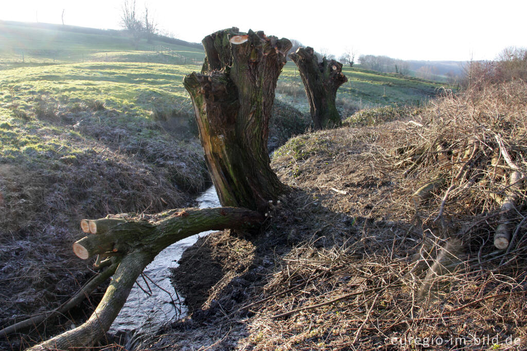 Detailansicht von Frisch zugeschnittene Kopfweiden am Terzieterbeek bei Terziet, Südlimburg