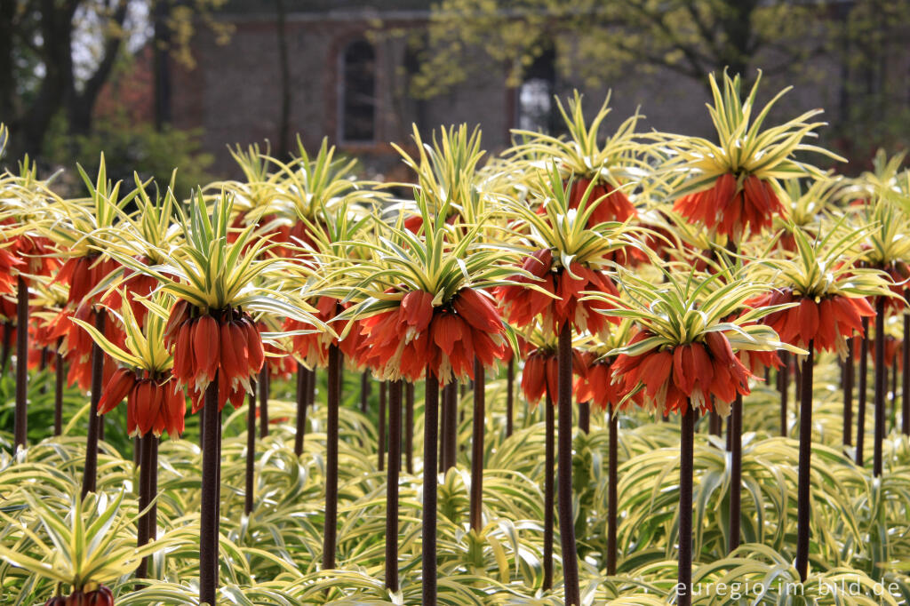 Detailansicht von Fritillaria imperialis Argenteovariegata