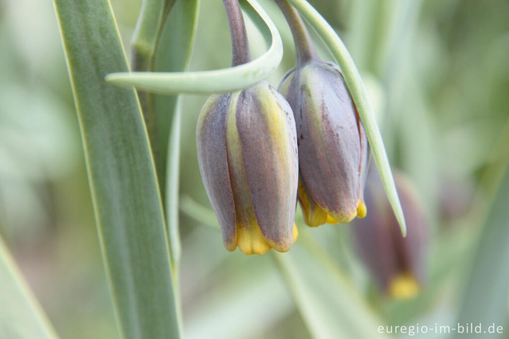 Detailansicht von Fritillaria puntica, Hortus BUlborum in Limmen, NL