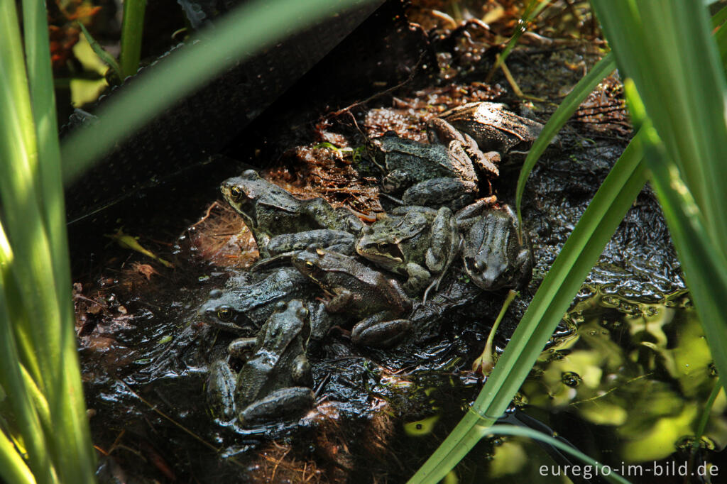 Detailansicht von Frosch-Versammlung: 8 Grasfrösche, Rana temporaria, in einem Gartenteich