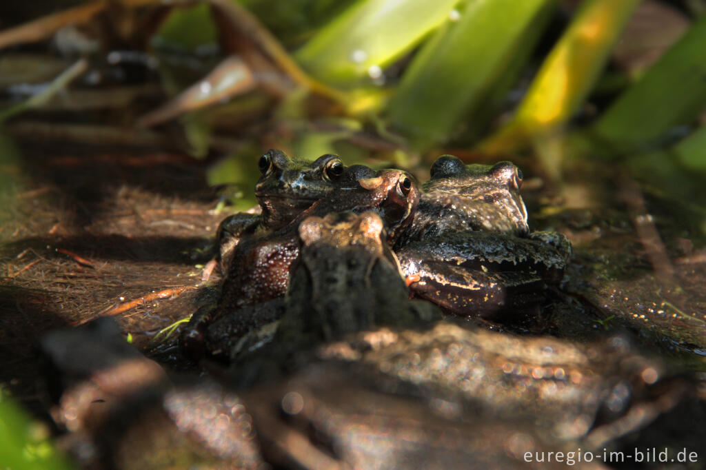 Detailansicht von Frosch-Versammlung: Grasfrösche, Rana temporaria, in einem Gartenteich