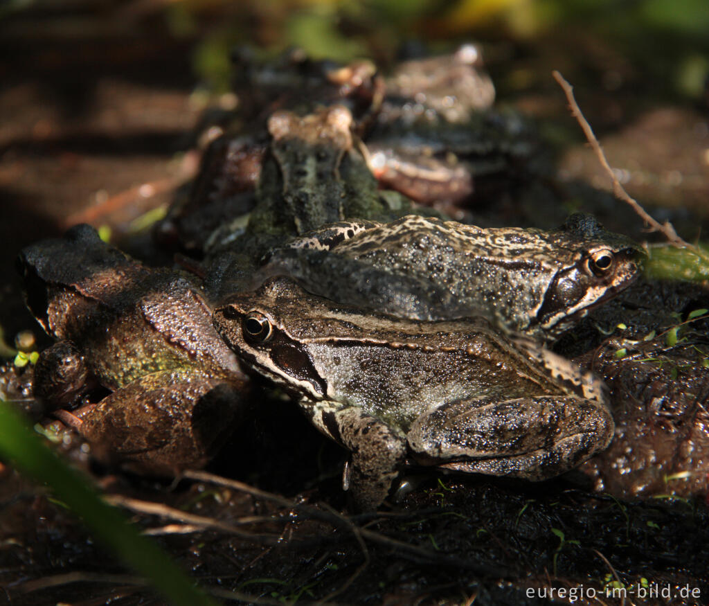 Detailansicht von Frosch-Versammlung - Grasfrösche, Rana temporaria, in einem Gartenteich