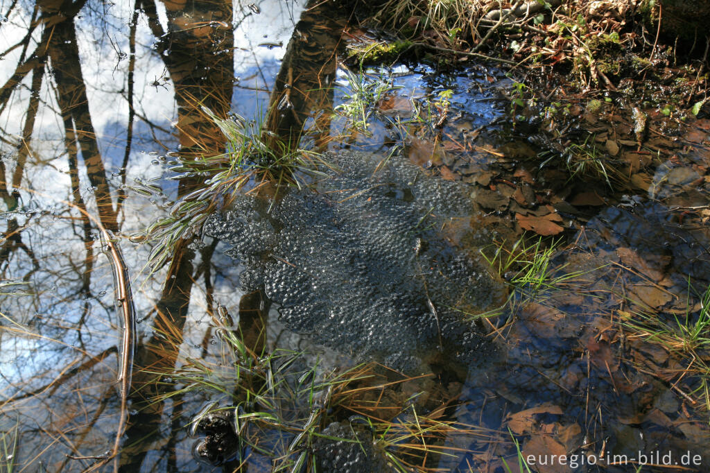 Detailansicht von Froschlaich, Hohnbachtal, Kelmis (B)