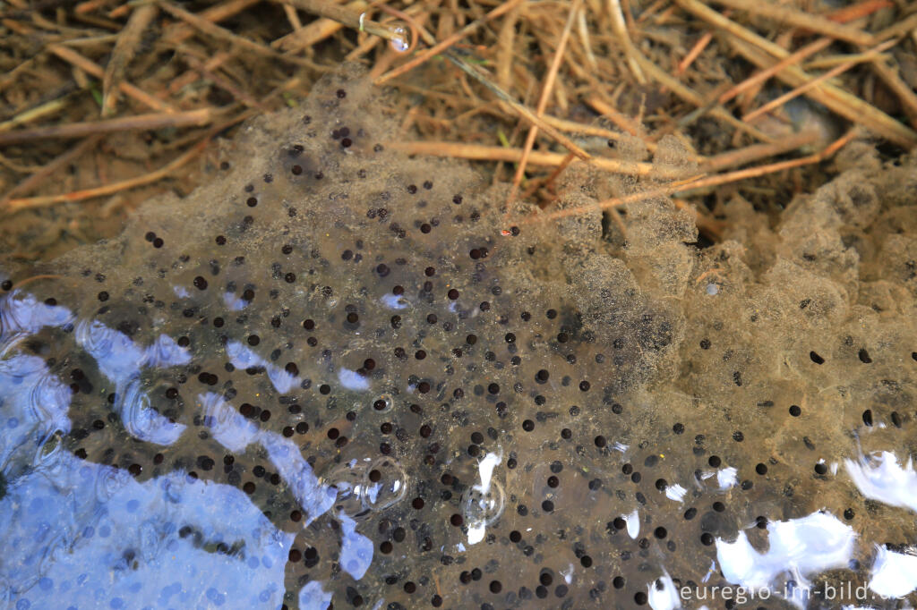 Detailansicht von Froschlaich, Perlenbachtal