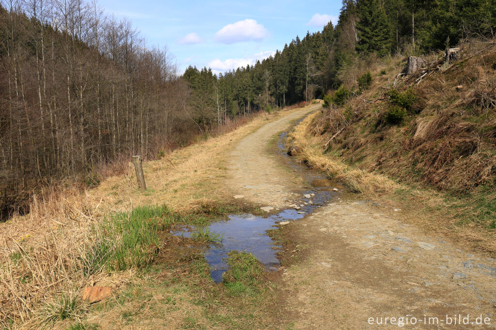 Detailansicht von Froschlaich, Perlenbachtal