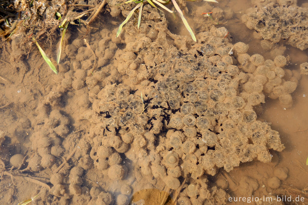 Detailansicht von Froschlaich, teilweise geschlüpfte Kaulquappen, Perlenbachtal