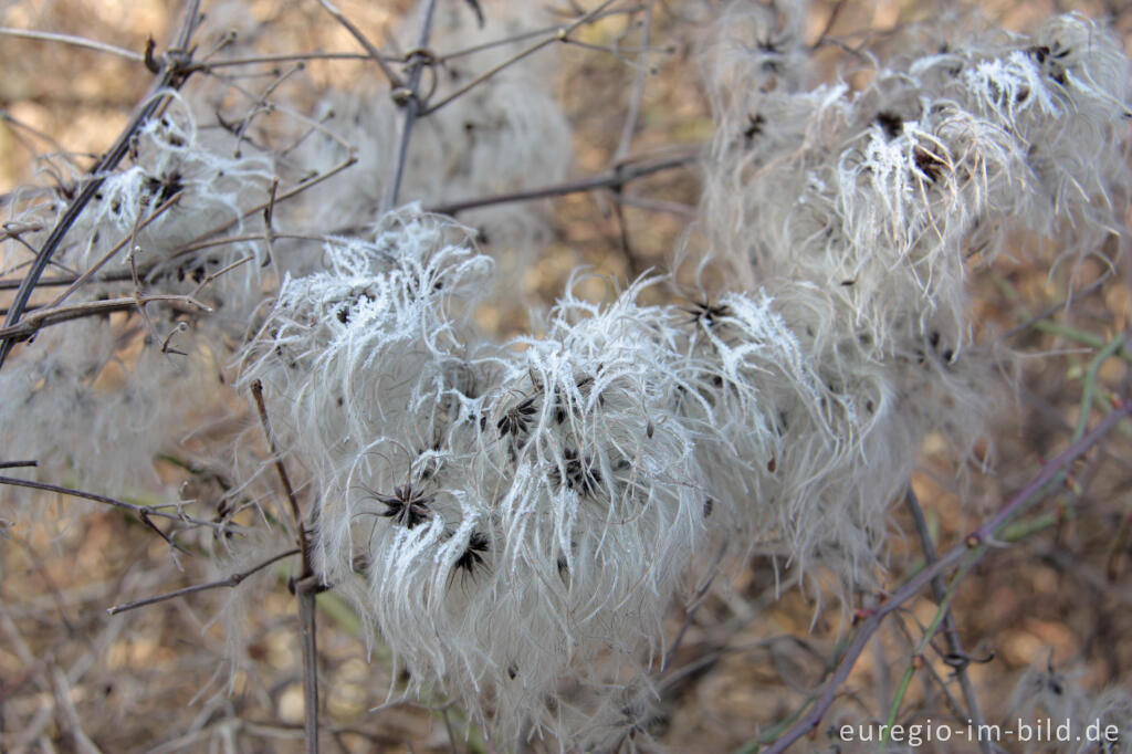 Detailansicht von Fruchtstände der Gewöhnlichen Waldrebe, Clematis vitalba, mit Reif