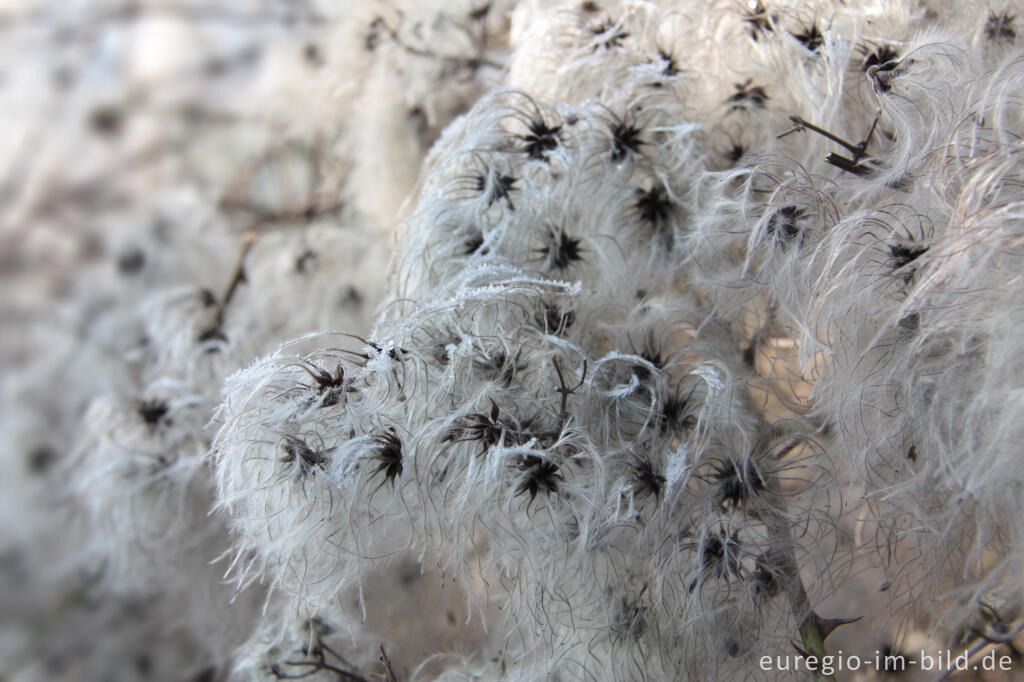 Detailansicht von Fruchtstände der Gewöhnlichen Waldrebe, Clematis vitalba, mit Reif