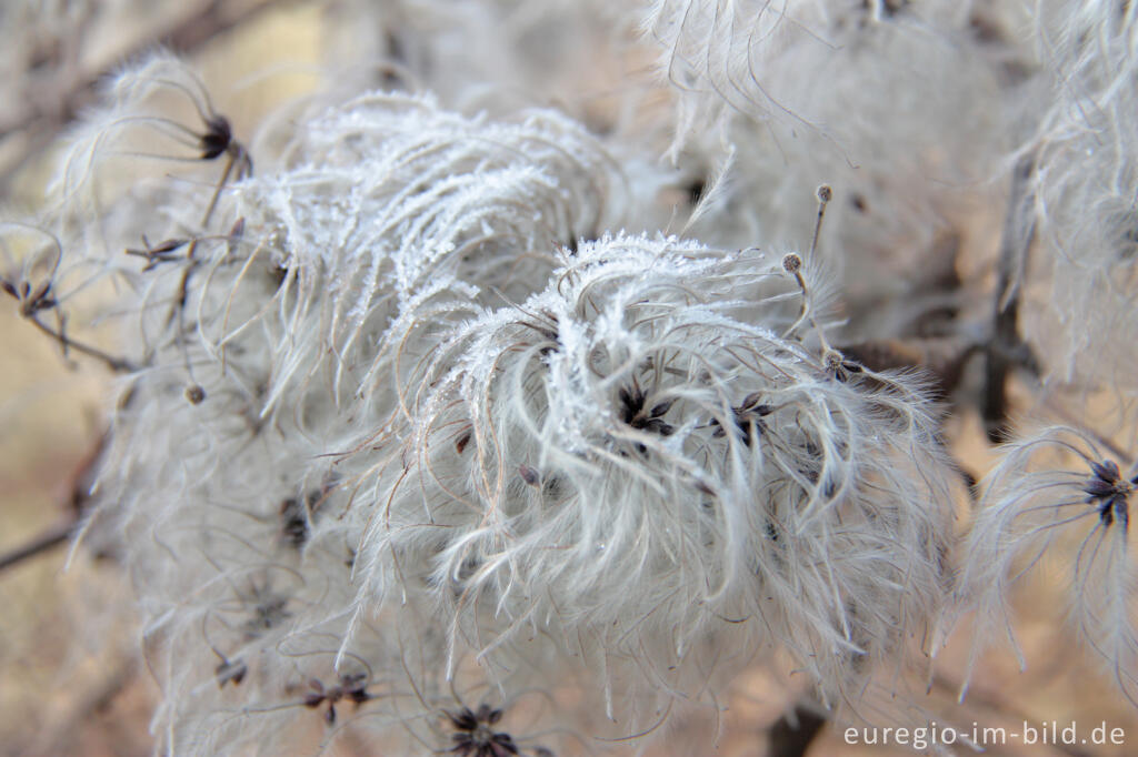 Detailansicht von Fruchtstände der Gewöhnlichen Waldrebe, Clematis vitalba, mit Reif