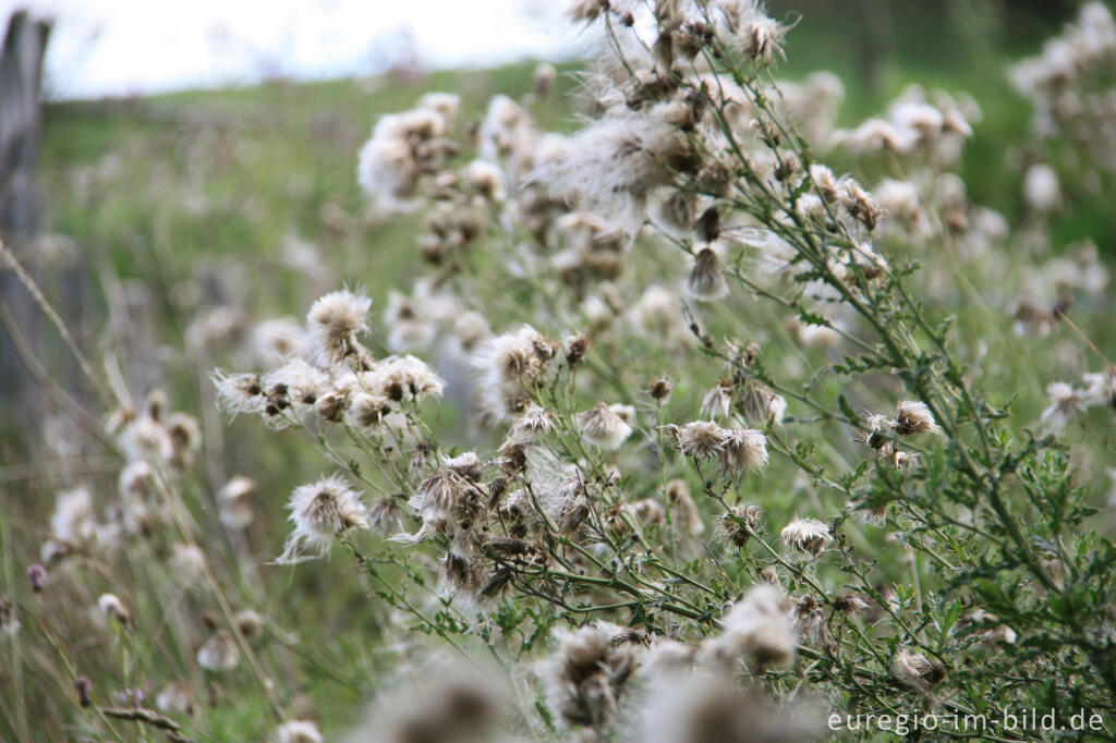 Detailansicht von Fruchtstand der Acker-Kratzdistel, Cirsium arvense