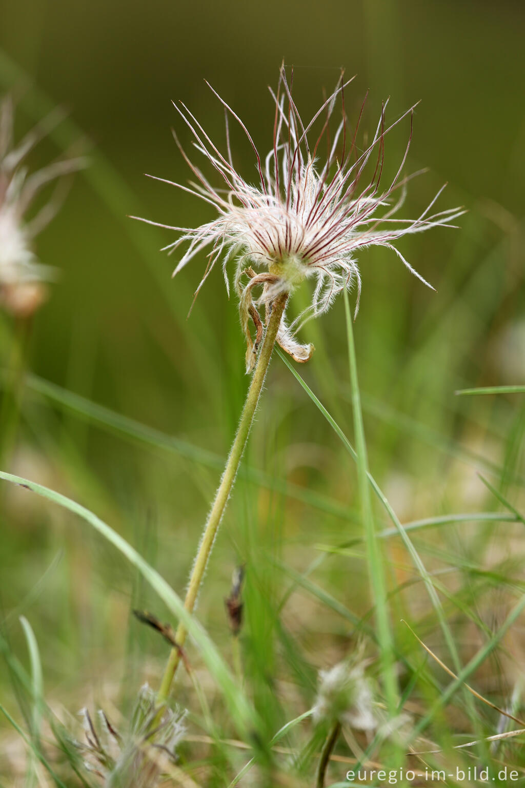 Detailansicht von Fruchtstand der Küchenschelle, Pulsatilla