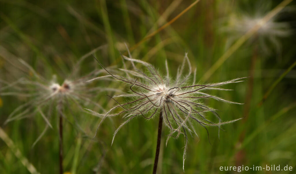 Detailansicht von Fruchtstand der Küchenschelle, Pulsatilla