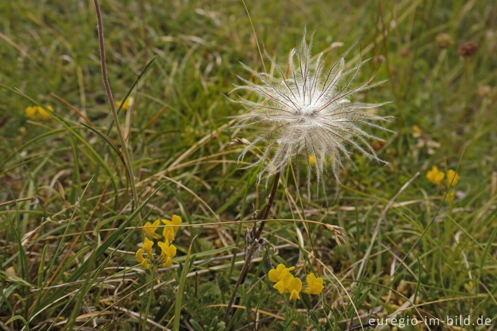 Detailansicht von Fruchtstand der Küchenschelle, Pulsatilla