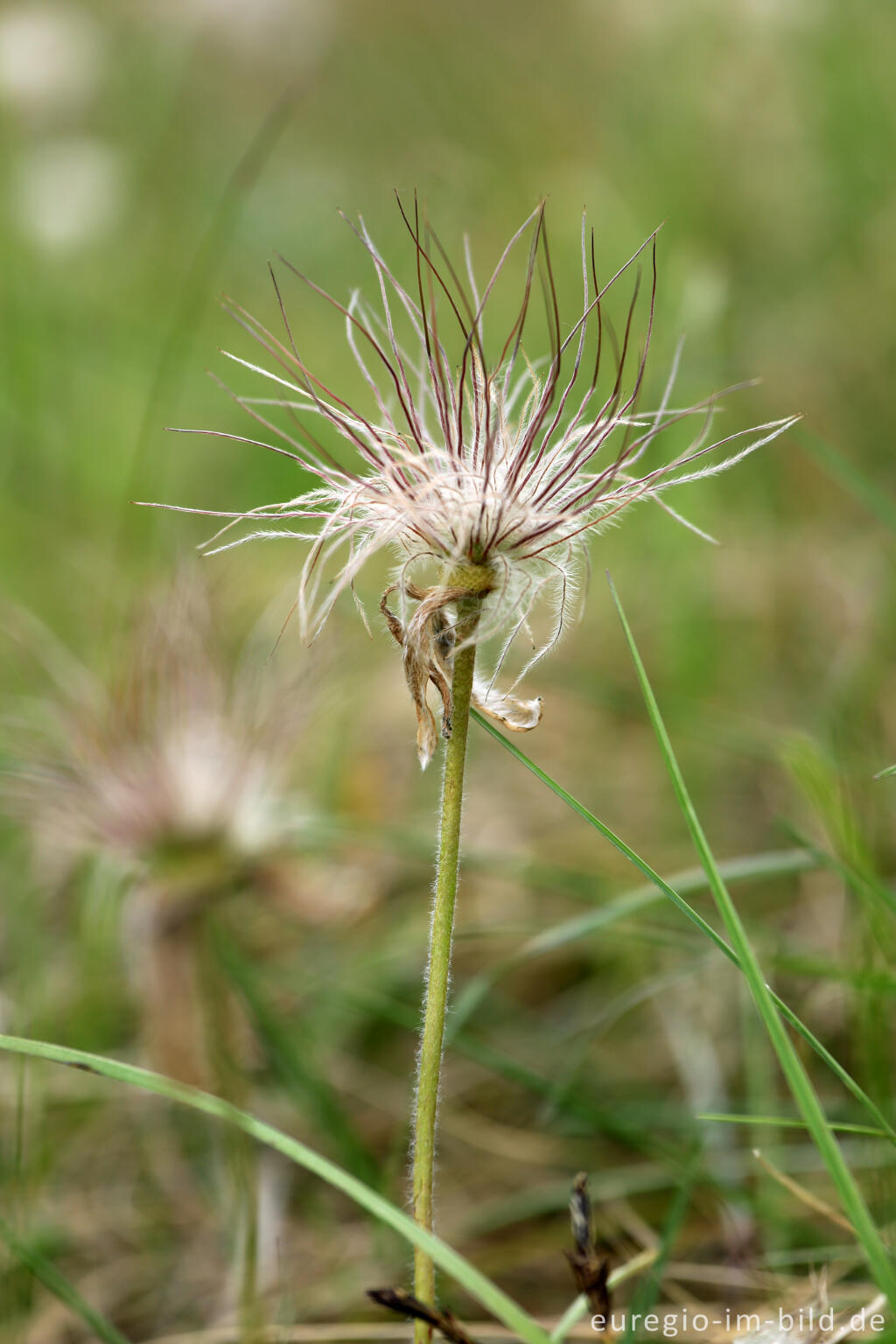 Detailansicht von Fruchtstand der Küchenschelle, Pulsatilla