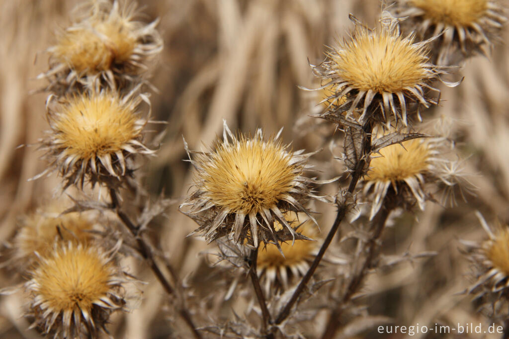 Detailansicht von Fruchtstand einer Distel (Wegdistel?)