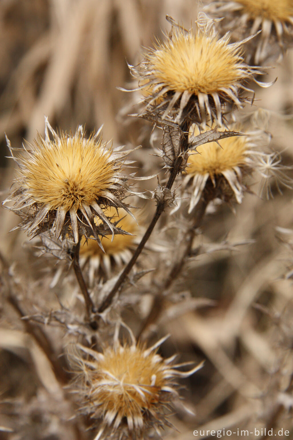 Detailansicht von Fruchtstand einer Distel (Wegdistel?)