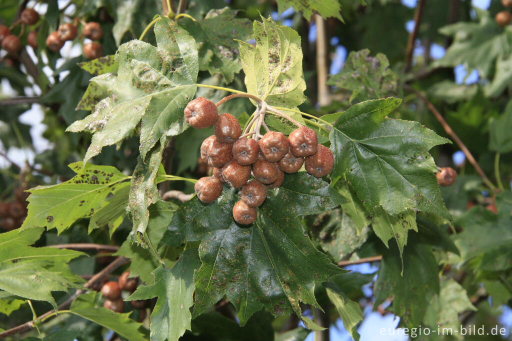 Detailansicht von Früchte der Elsbeere, Sorbus torminalis