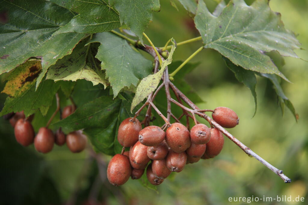 Detailansicht von Früchte der Elsbeere, Sorbus torminalis