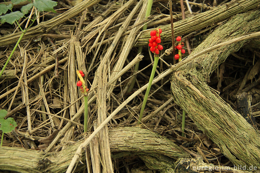 Früchte des Gefleckten Aronstabs, Arum maculatum