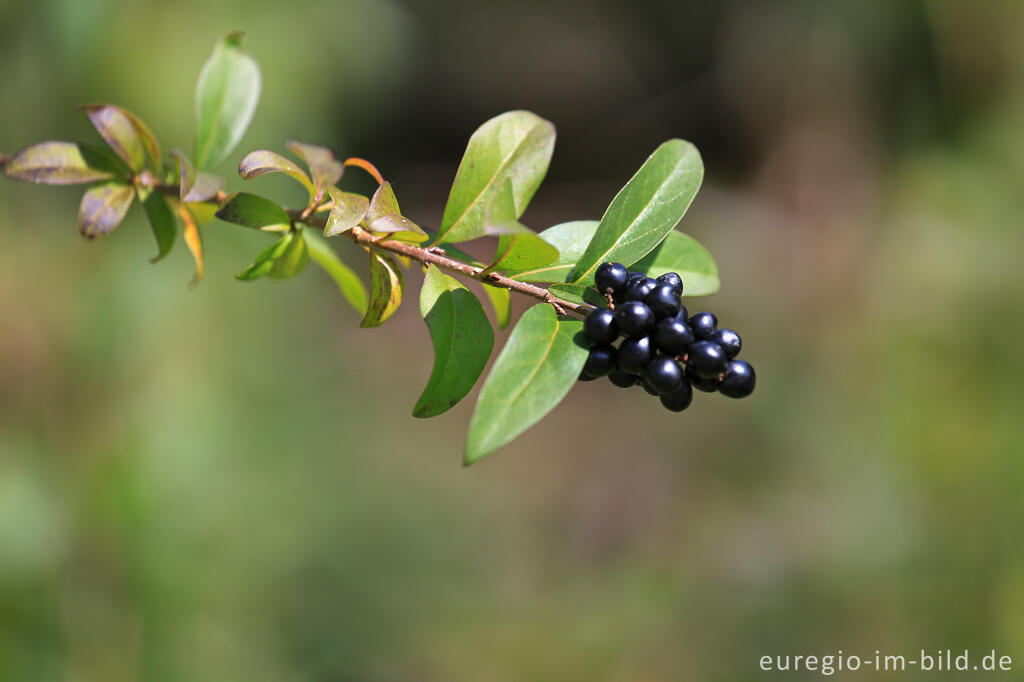 Detailansicht von Früchte des Gewöhnlichen Ligusters, Ligustrum vulgare